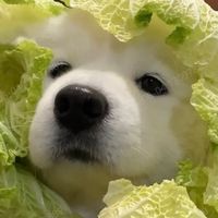 Funchovy